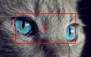 crop=200x100 process