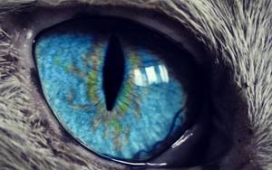 focus=85x85/zoom=3 result